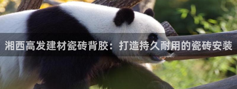 杏鑫平台怎么样