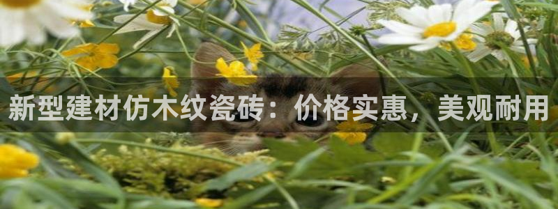 杏鑫平台测速怎么样