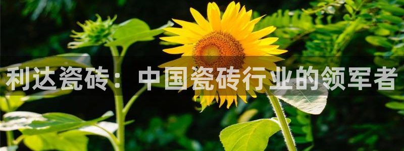 杏鑫官方平台怎么样啊知乎